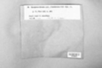 Umbilicaria hirsuta image